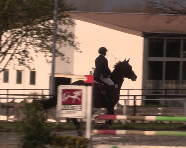 Reitturnier Spenge-Wallenbrück 2016