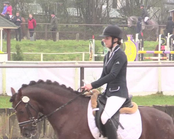 Reitturnier Spenge-Wallenbrück 2016