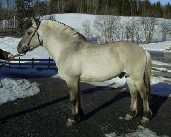 stallion Lyngheims Grane N-91-2871 (Fjord Horse, 1991, from Aser N.2011) stallion Lyngheims Grane N-91-2871 (Fjord Horse, 1991, from Aser N.2011)