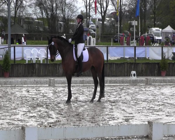 Reitturnier Spenge-Wallenbrück 2016
