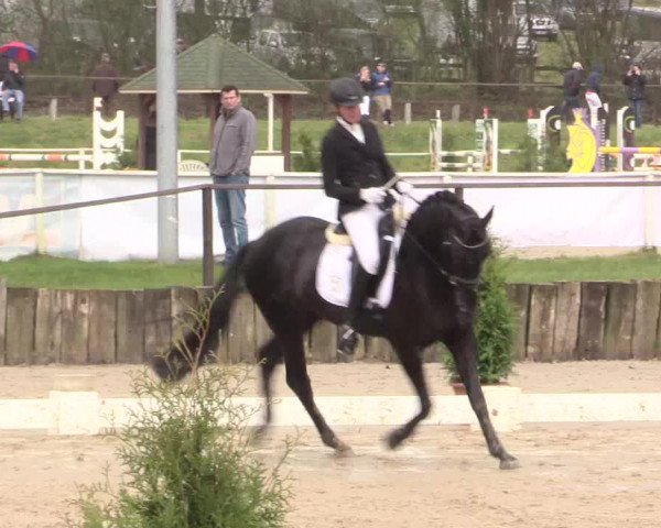 Reitturnier Spenge-Wallenbrück 2016
