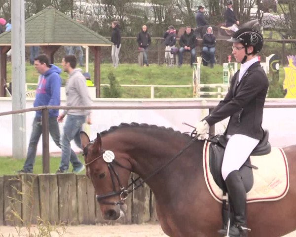 Reitturnier Spenge-Wallenbrück 2016