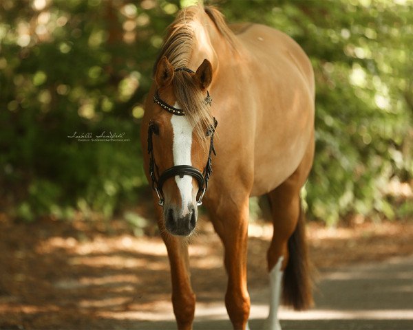 horse Dat Schätzecken F (German Riding Pony, 2011, from FS Daddy Cool) horse Dat Schätzecken F (German Riding Pony, 2011, from FS Daddy Cool)