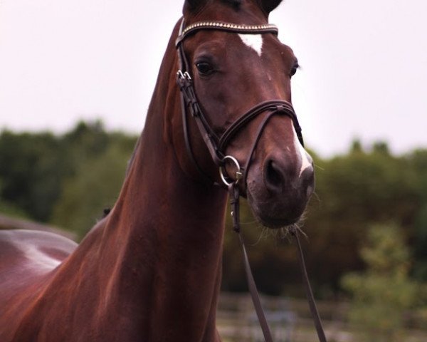 jumper Mylady Maxima (Oldenburg, 2013, from Casino Berlin OLD)