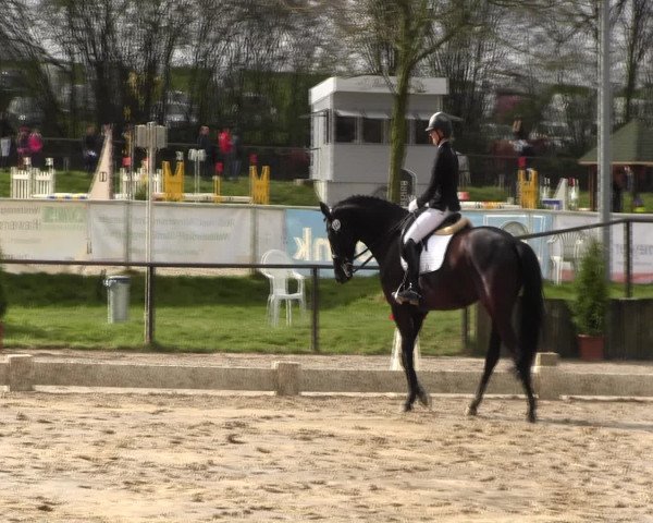 Reitturnier Spenge-Wallenbrück 2016