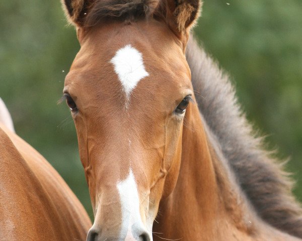Springpferd Cervo E (Westfale, 2019, von Cashmere 44)