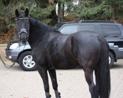 dressage horse Pointa (Trakehner, 2013, from Powój)