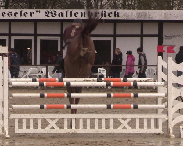 Reitturnier Spenge-Wallenbrück 2016