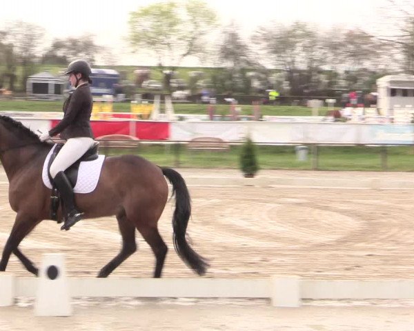 Reitturnier Spenge-Wallenbrück 2016