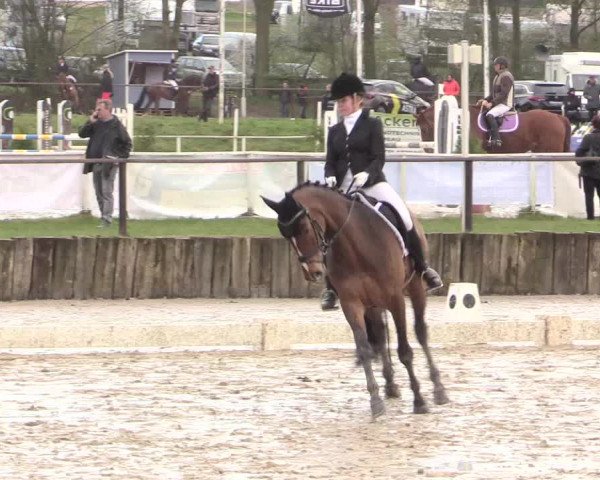 Reitturnier Spenge-Wallenbrück 2016