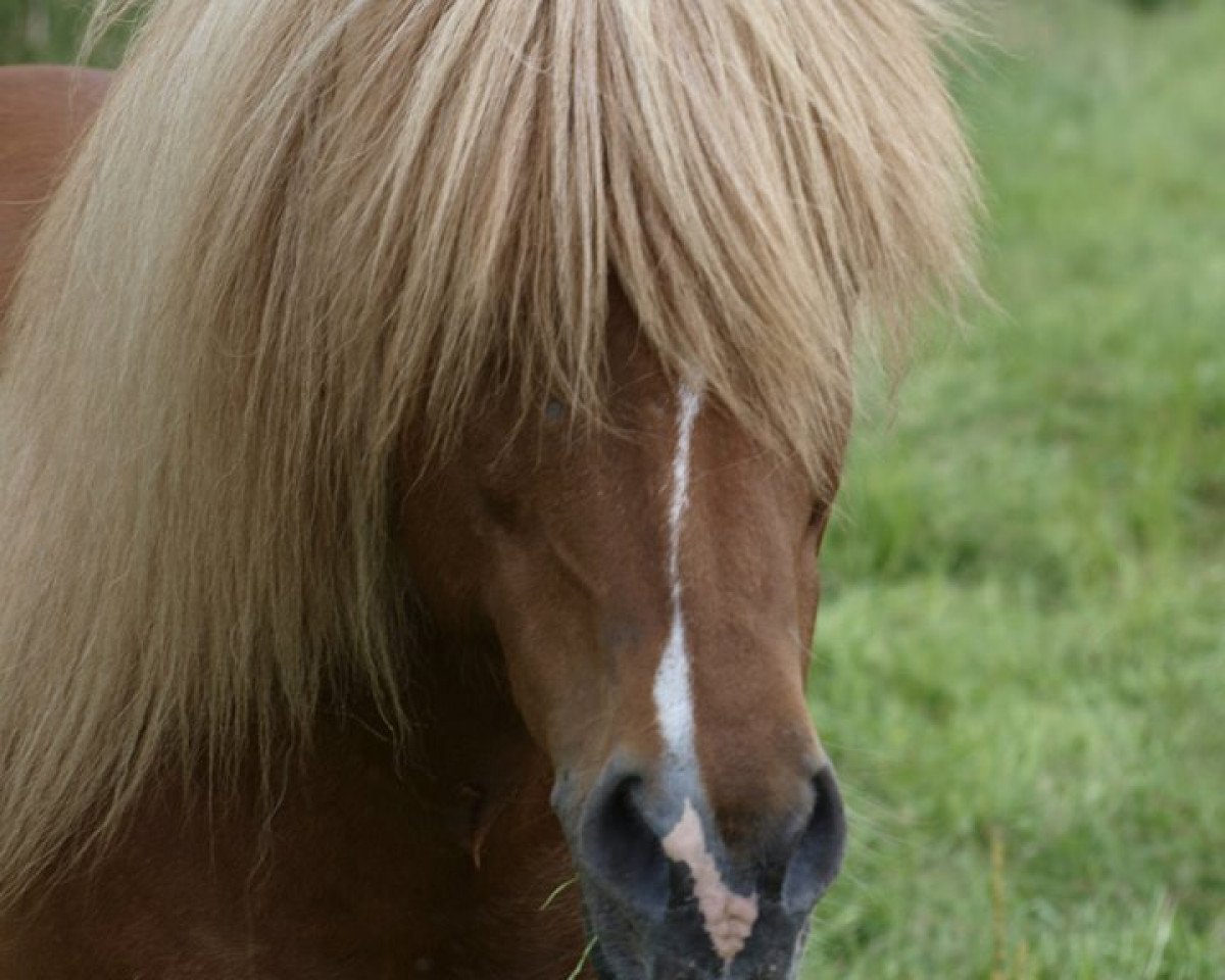 horse Snabbi vom Lækurhof (Iceland Horse, 1999, from Dagfari vom Drammetal)