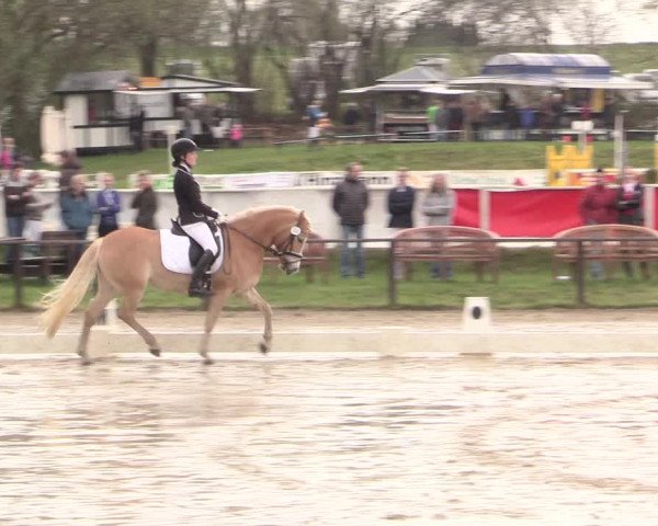 Reitturnier Spenge-Wallenbrück 2016