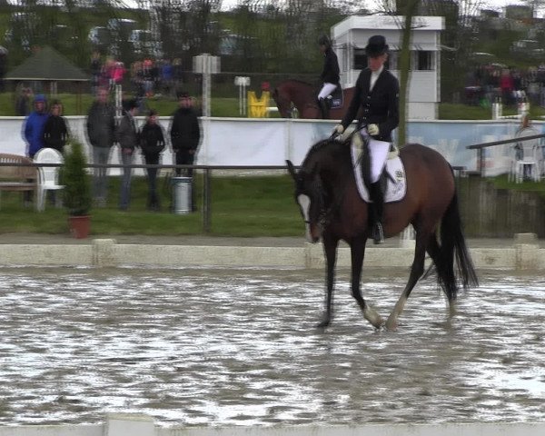 Reitturnier Spenge-Wallenbrück 2016