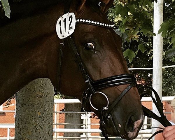 horse Don't touch me (Holsteiner, 2017, from Diarado)