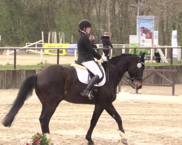 Reitturnier Spenge-Wallenbrück 2016