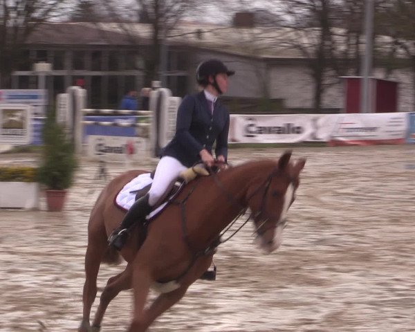 Reitturnier Spenge-Wallenbrück 2016