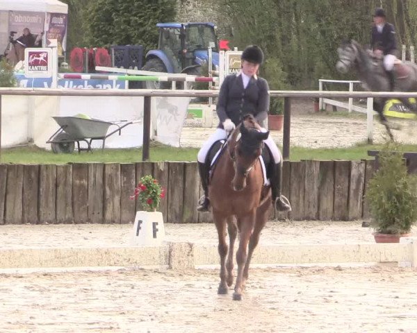 Reitturnier Spenge-Wallenbrück 2016