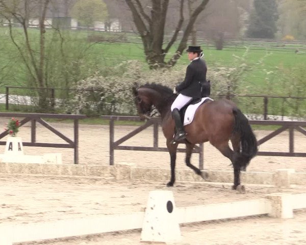 Reitturnier Spenge-Wallenbrück 2016