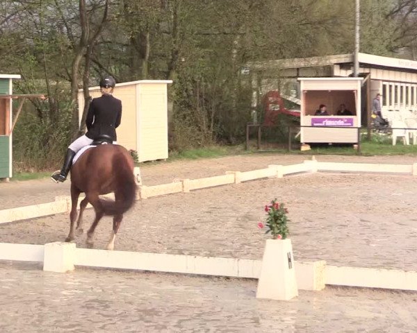 Reitturnier Spenge-Wallenbrück 2016