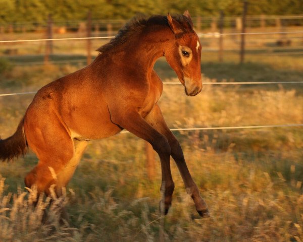 broodmare Lütte Leev (Holsteiner, 2018, from Uriko)