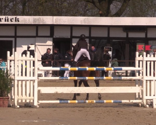 Reitturnier Spenge-Wallenbrück 2016