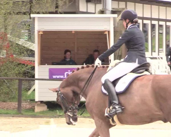 Reitturnier Spenge-Wallenbrück 2016
