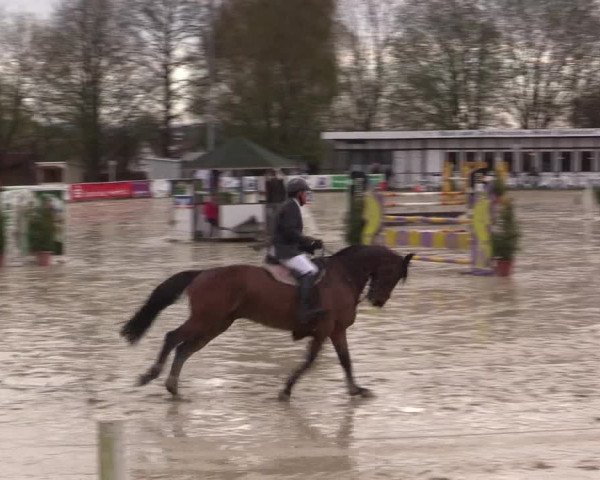 Reitturnier Spenge-Wallenbrück 2016