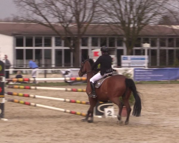 Reitturnier Spenge-Wallenbrück 2016