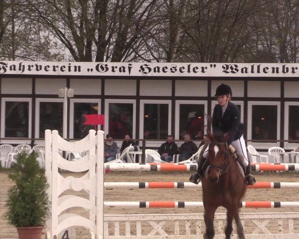 Reitturnier Spenge-Wallenbrück 2016