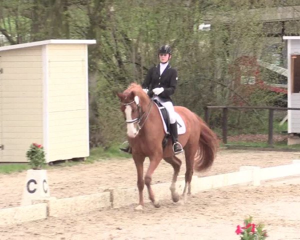 Reitturnier Spenge-Wallenbrück 2016