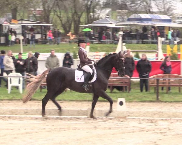 Reitturnier Spenge-Wallenbrück 2016