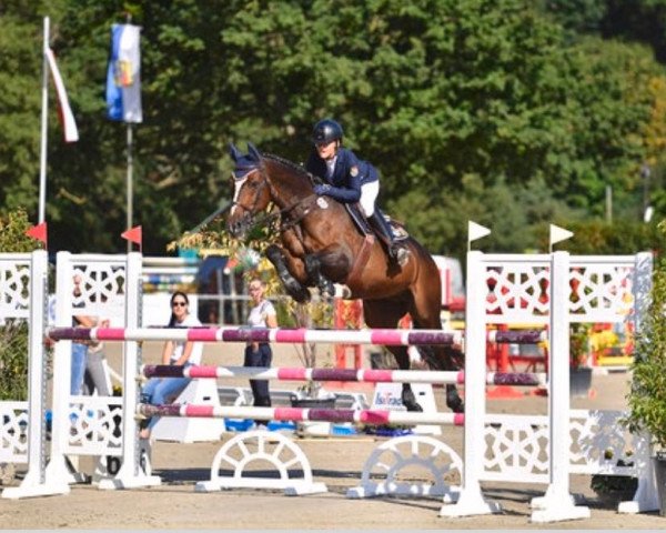 jumper Waltons Top Flight (KWPN (Royal Dutch Sporthorse), 2003, from Oklund)