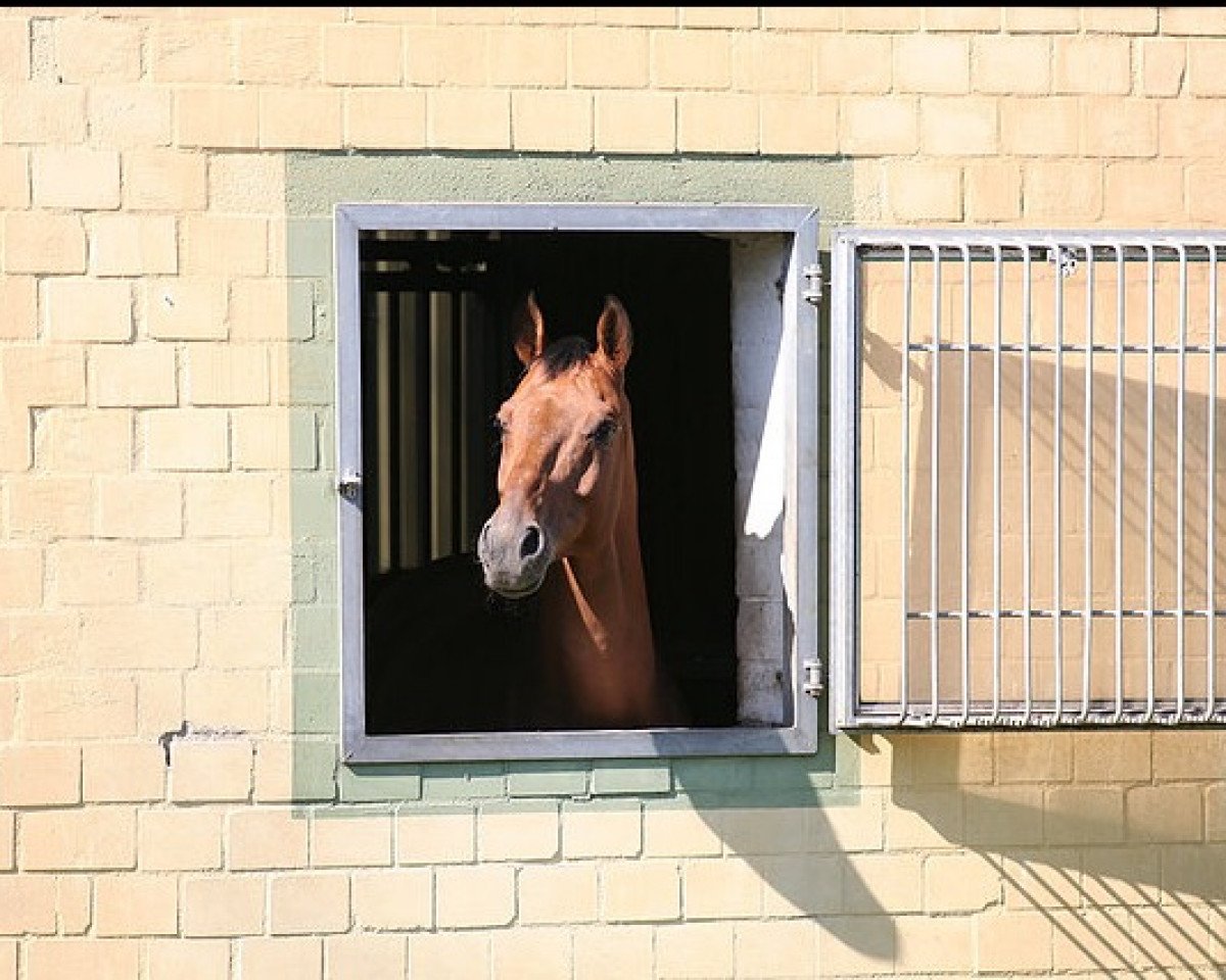 jumper Captain Orion (Holsteiner, 1999, from Catrick I)