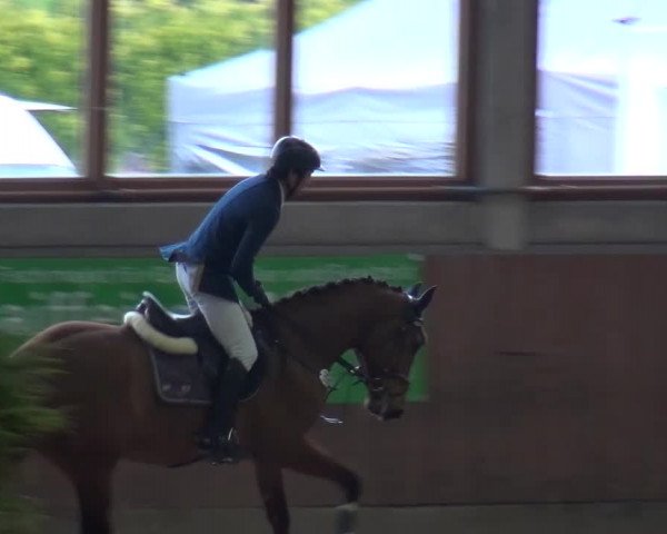 Reitturnier Leverkusen-Rheindorf 2016