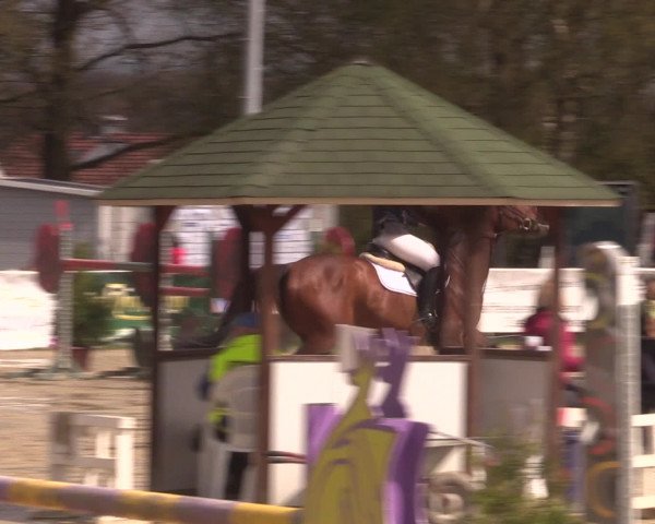 Reitturnier Spenge-Wallenbrück 2016