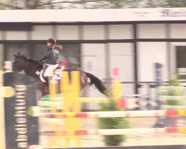 Reitturnier Spenge-Wallenbrück 2016