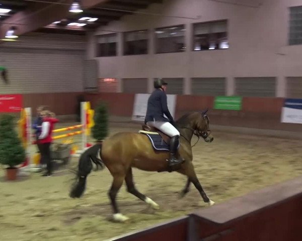Reitturnier Leverkusen-Rheindorf 2016