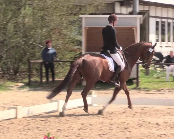 Reitturnier Spenge-Wallenbrück 2016