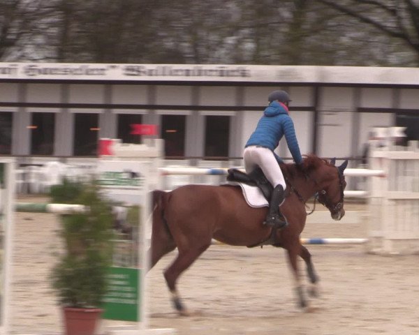 Reitturnier Spenge-Wallenbrück 2016