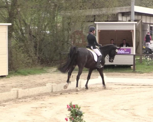 Reitturnier Spenge-Wallenbrück 2016