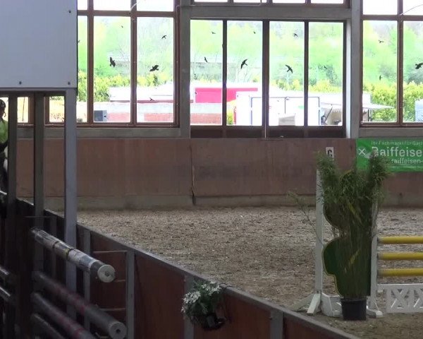 Reitturnier Leverkusen-Rheindorf 2016