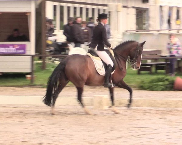 Reitturnier Spenge-Wallenbrück 2016