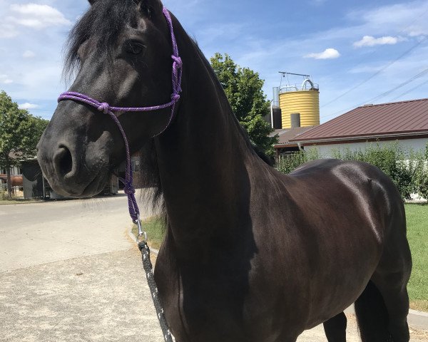 horse Amigo (Friese, 2013, from Jasper 336 P)