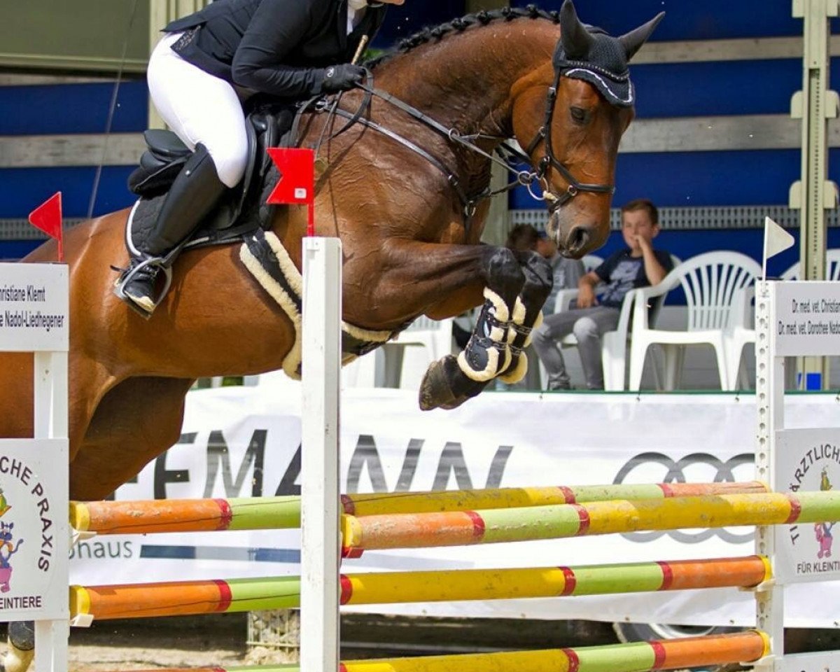 Springpferd Fight for me (Westfale, 2009, von Fidertanz)