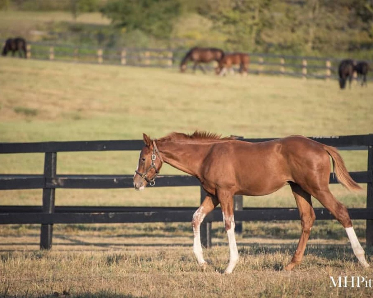 horse Saint Taipt xx (Thoroughbred, 2019, from Tapit xx)