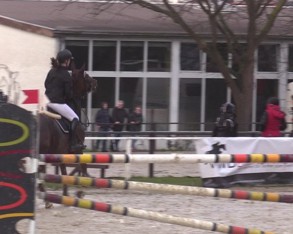 Reitturnier Spenge-Wallenbrück 2016
