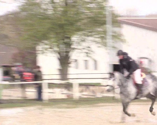 Reitturnier Spenge-Wallenbrück 2016