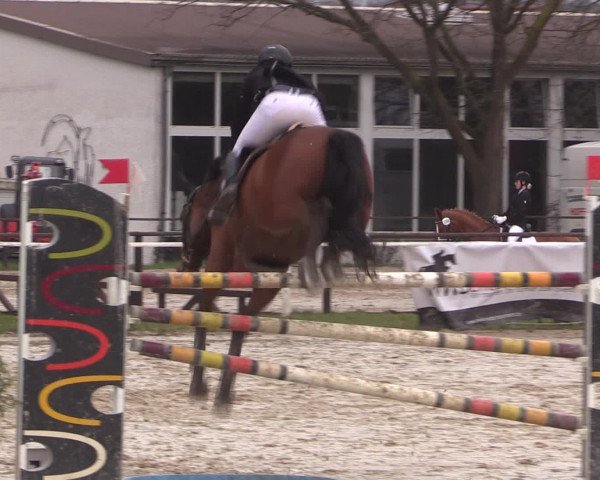 Reitturnier Spenge-Wallenbrück 2016
