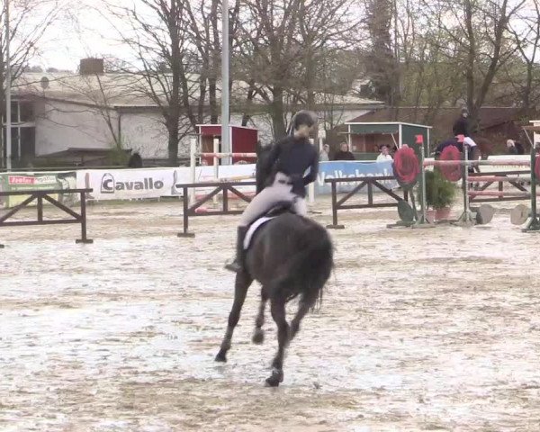Reitturnier Spenge-Wallenbrück 2016