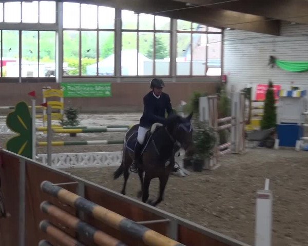 Reitturnier Leverkusen-Rheindorf 2016